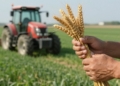 Farmer holding wheat with tractor in background