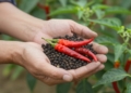 Black peppercorns and red chili peppers in farmer's hands.