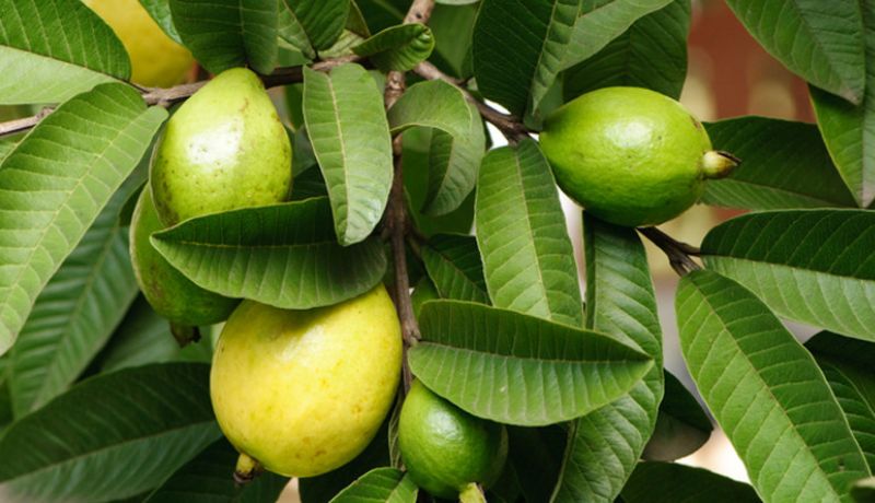 Does Guava Leaves Cleans the Womb?