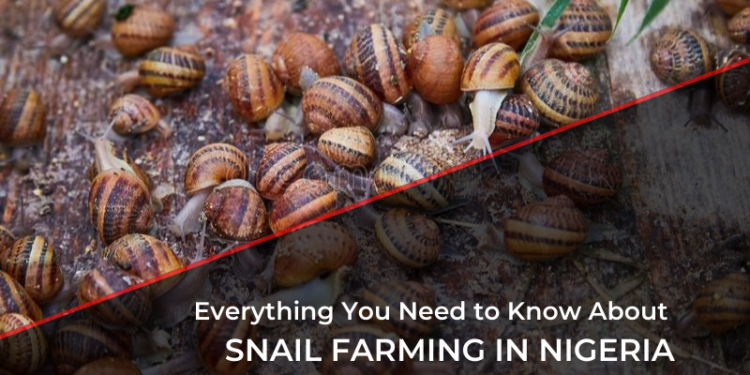 Everything you need to know about Snail Farming in Nigeria