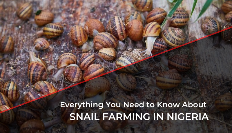 Everything you need to know about Snail Farming in Nigeria