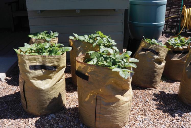 Growing Potatoes in Sacks