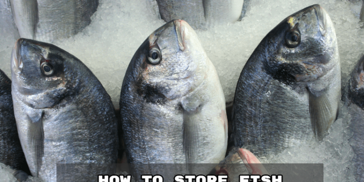How to Store Fish