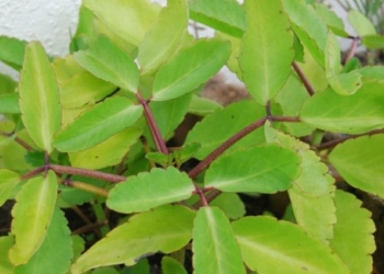 Miracle Leaves: Health Benefits and Uses of Leaf of Life Plant