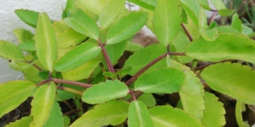 Miracle Leaves: Health Benefits and Uses of Leaf of Life Plant