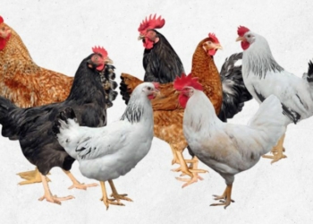 Noiler Chicken Breed - History, Characteristics, Facts