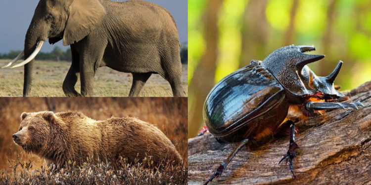 The 12 Strongest Animals in the World
