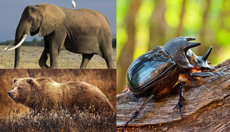 The 12 Strongest Animals in the World