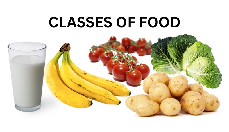 The Different Classes of Food with Examples