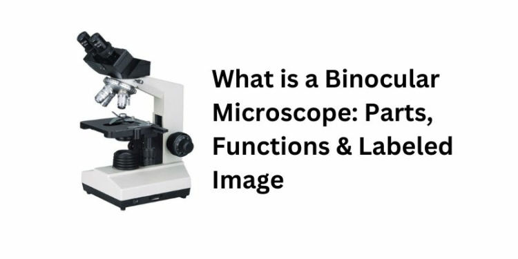 What is a Binocular Microscope Parts, Functions & Labeled Image