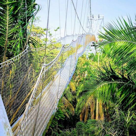 Lekki Conservatin Centre – the longest canopy walk in Africa