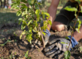 Fruit Tree Planting Tips