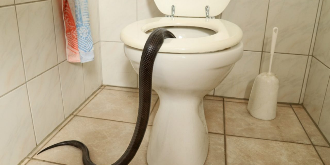 SNAKE INVASION - HOW TO KEEP SNAKES AWAY FROM YOUR TOILET & HOUSE