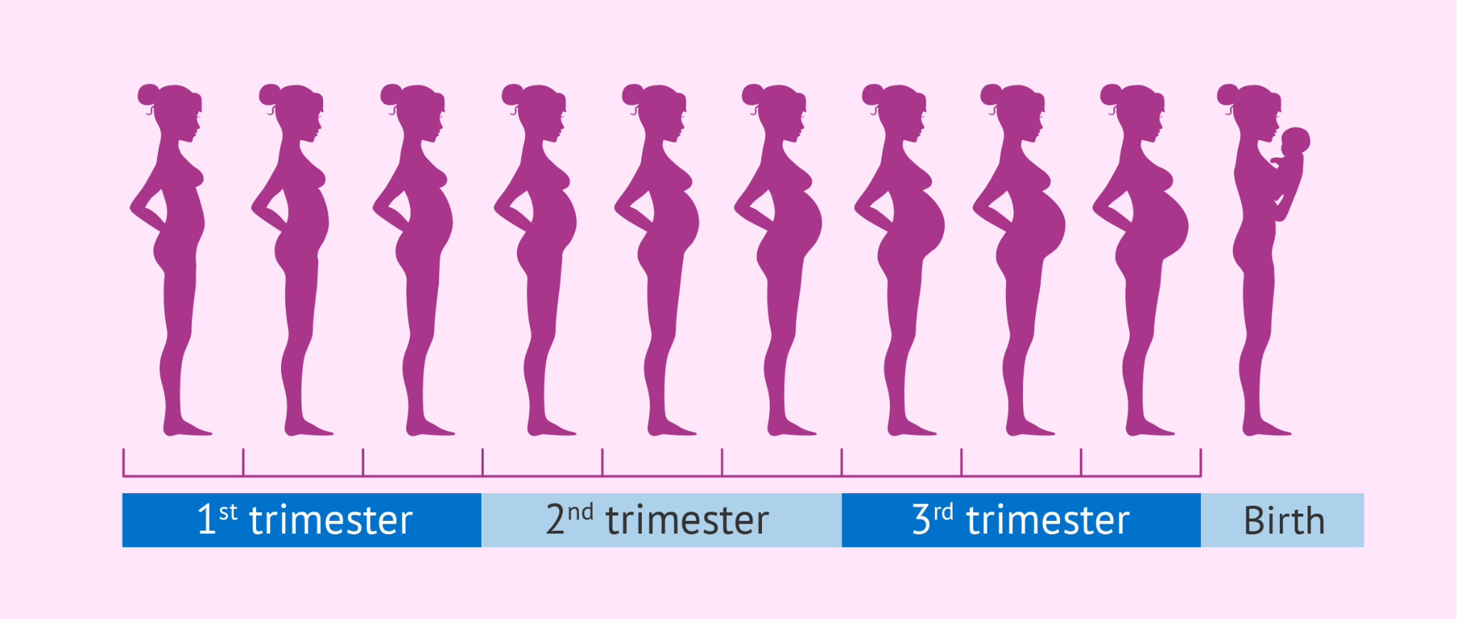 UNDERSTANDING THE THREE STAGES OF PREGNANCY