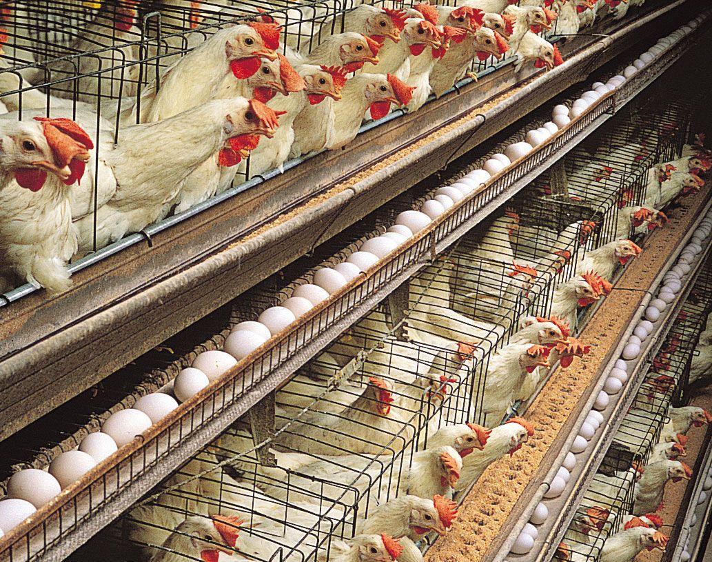 Poultry Farming in Nigeria