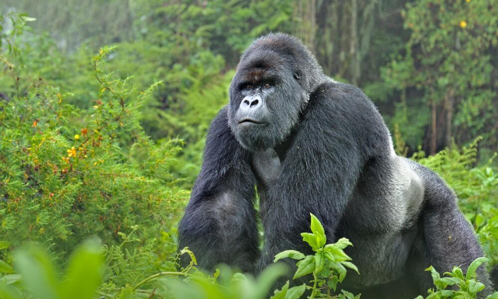 Gorillas - Strongest Primate