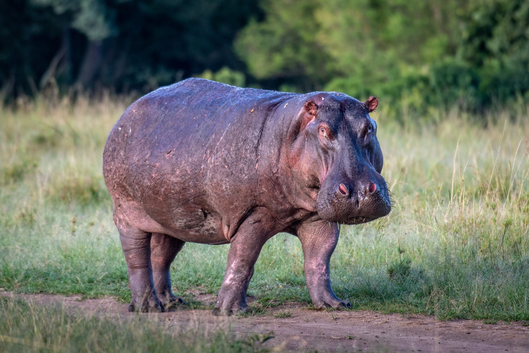 Hippopotamus - Strongest herbivore