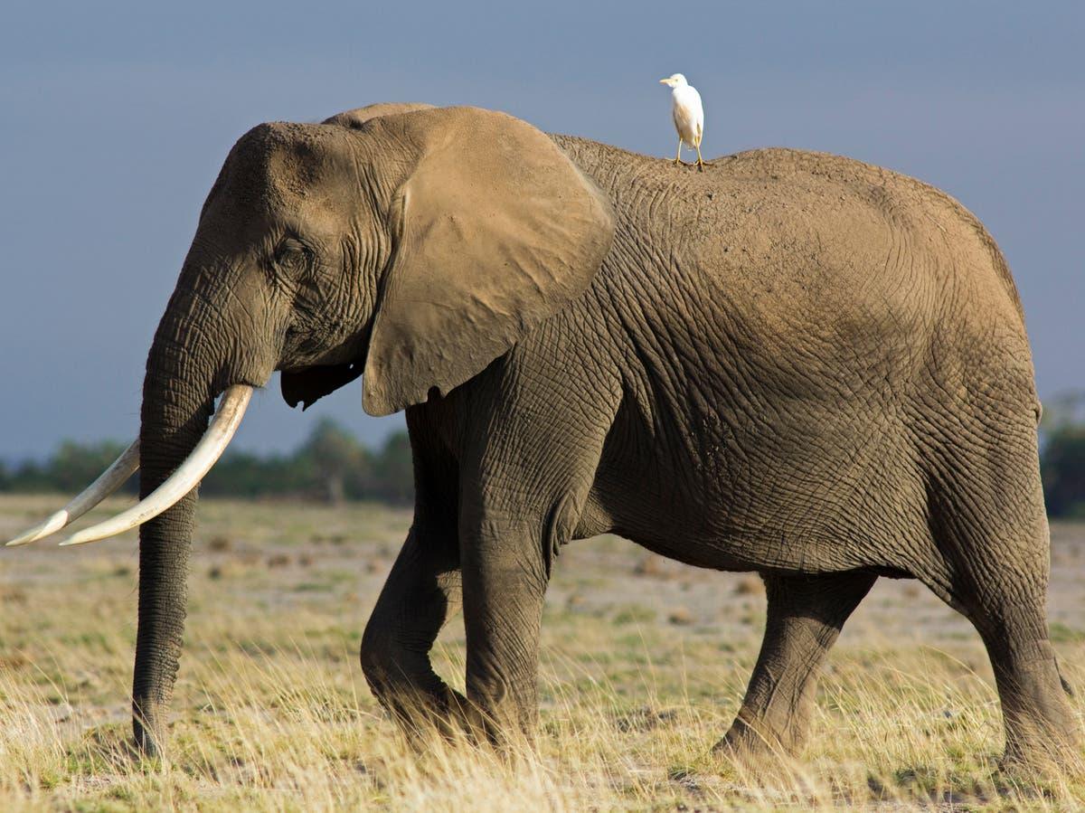African Elephant - The Strongest Mammal