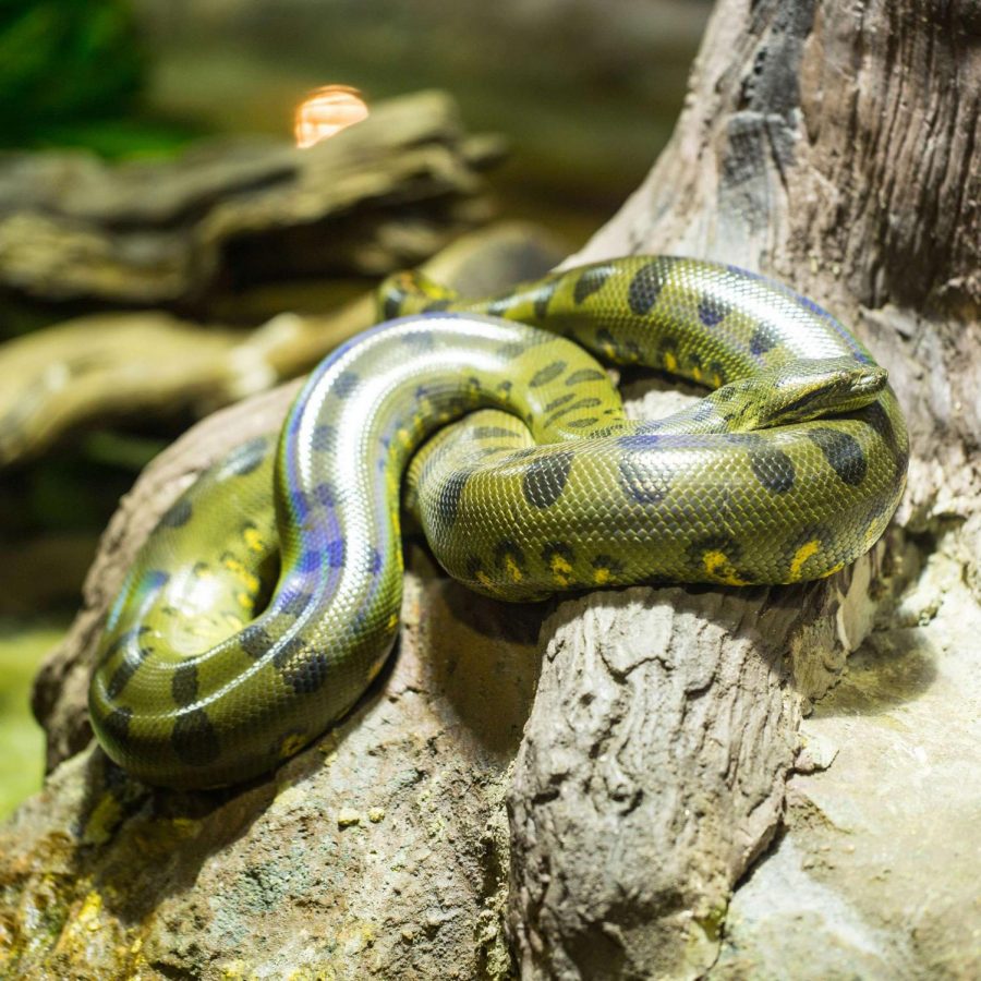 Green Anaconda - Strongest Snake