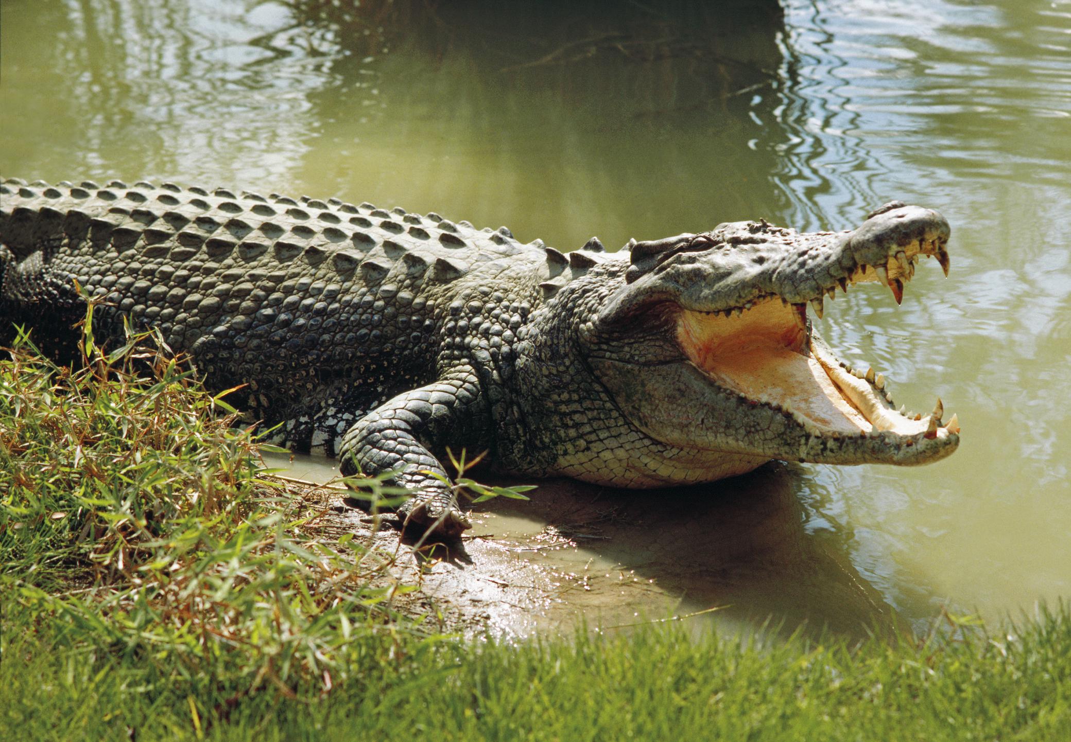 Saltwater Crocodile - Strongest Bite