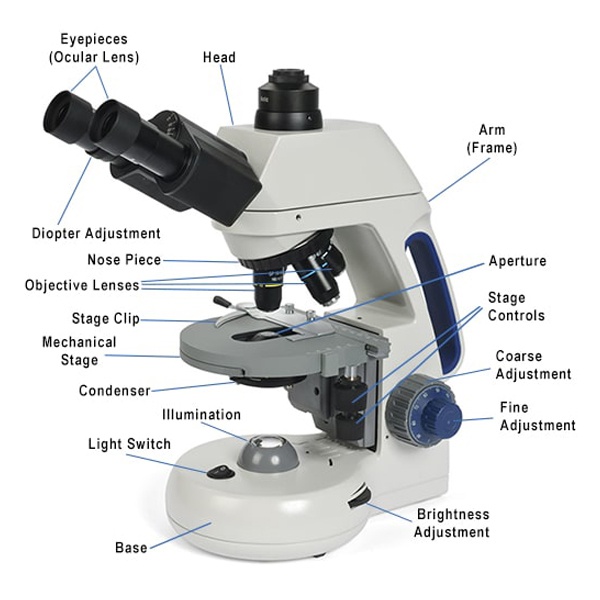Binoculars Microscope