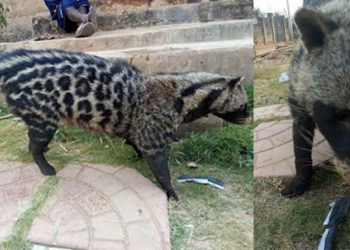 Vigilantes caught African civet cat