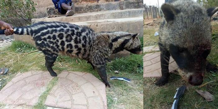 Vigilantes caught African civet cat
