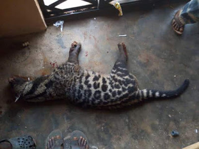 Photos: Vigilantes kill