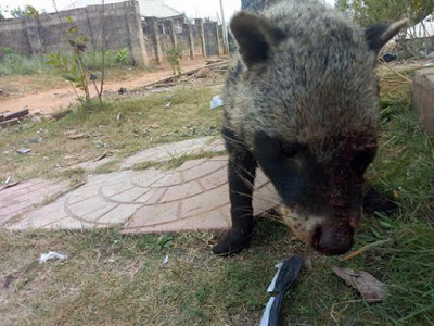 Photos: Vigilantes kill