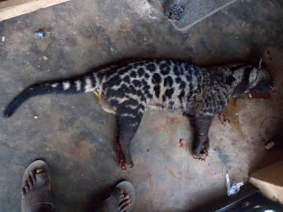 Photos: Vigilantes kill