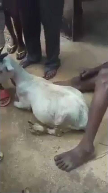 Photos: Man caught having sex with pregnant goat in Edo State
