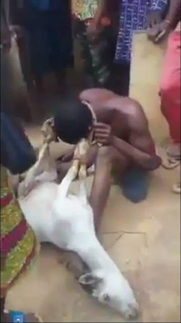 Photos: Man caught having sex with pregnant goat in Edo State
