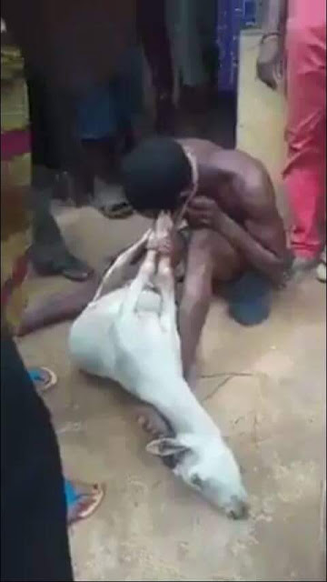  Photos: Man caught having sex with pregnant goat in Edo State