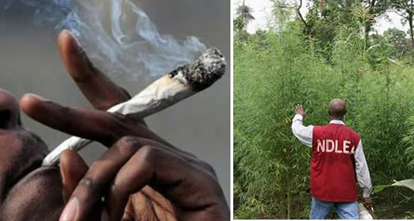 Cannabis cultivation in Edo
