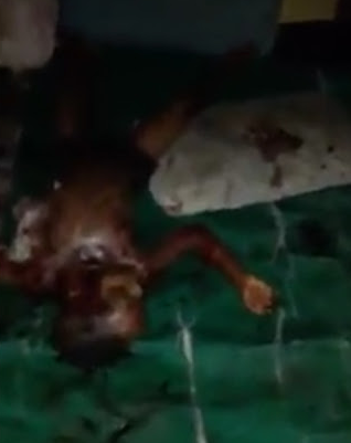 Graphic! Deportee murders his children and housemaid in Onitsha, Anambra state