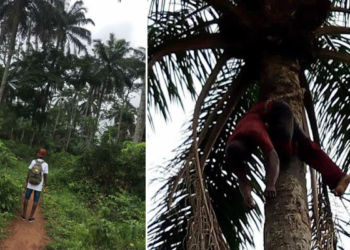 Man found dead on Palm Tree