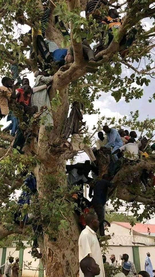 Jigawa residents climb trees to catch a glimpse of President Buhari (photos)