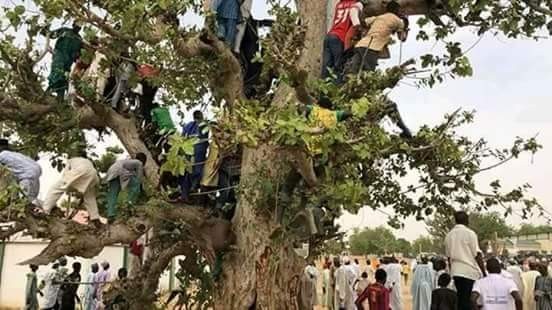 Jigawa residents climb trees to catch a glimpse of President Buhari (photos)