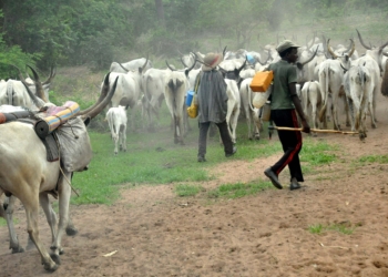 PIC.5.HERDSMEN AND THEIR COWS ON THE MOVE AT NASARAWA-EGOM ON FRIDAY 

(10/7/15).
5300/10/7/2015/CH/NAN