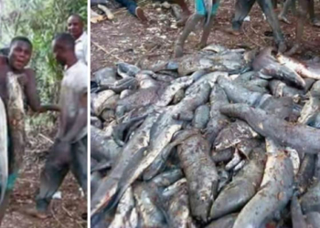Massive flooding in Bayelsa "blesses" villagers with fish