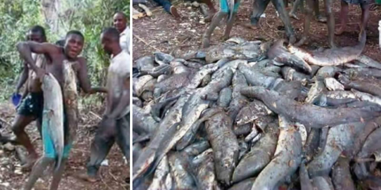 Massive flooding in Bayelsa "blesses" villagers with fish