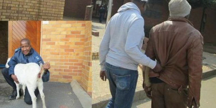 Man rape neighbour's pregnant goat