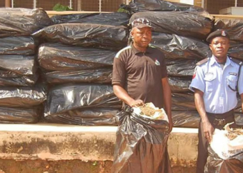 The suspects arrested by the National Drug Law Enforcement Agency for smuggling cannabis in the Etsako East Local Government Area of Edo State.