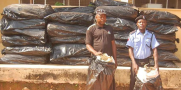 The suspects arrested by the National Drug Law Enforcement Agency for smuggling cannabis in the Etsako East Local Government Area of Edo State.