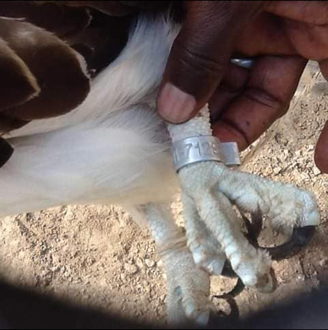 Rare bird "belonging to the University of Helsinki, Finland" caught in Jigawa
