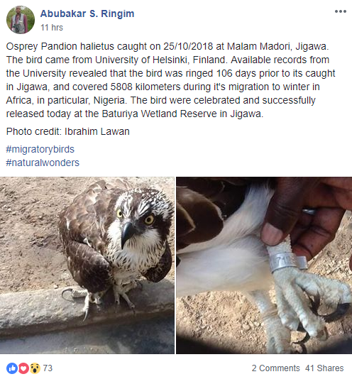 Rare bird "belonging to the University of Helsinki, Finland" caught in Jigawa