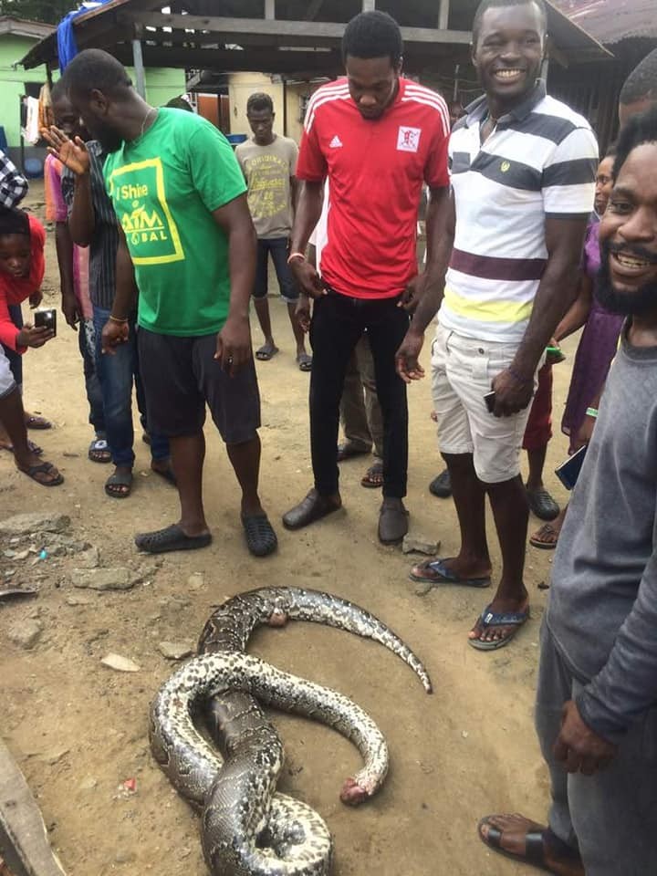 See the huge python killed in Rivers state today(photos)
