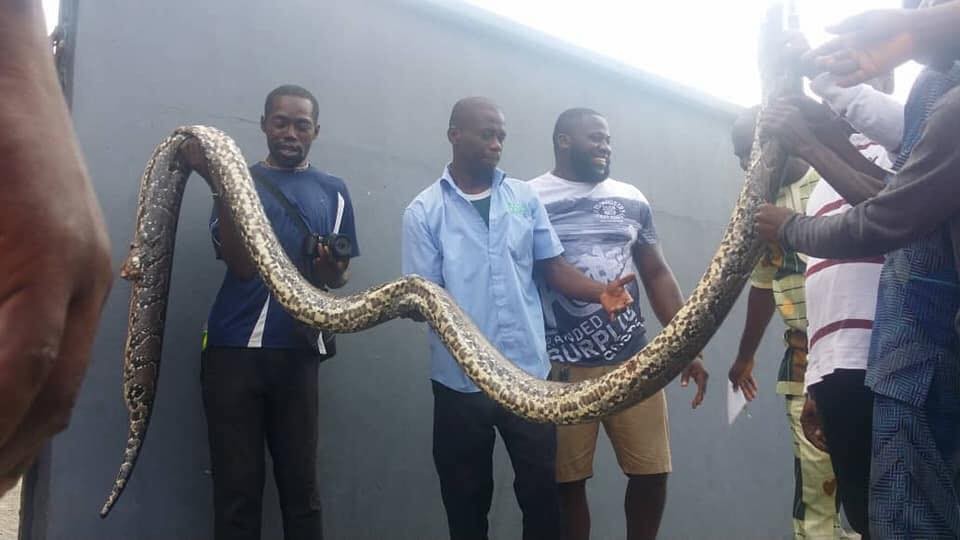 See the huge python killed in Rivers state today(photos)