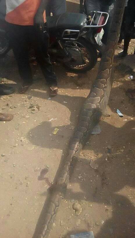 Man kills snake that swallowed his dog in Anambra