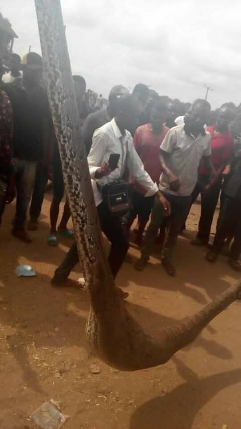 Man kills snake that swallowed his dog in Anambra